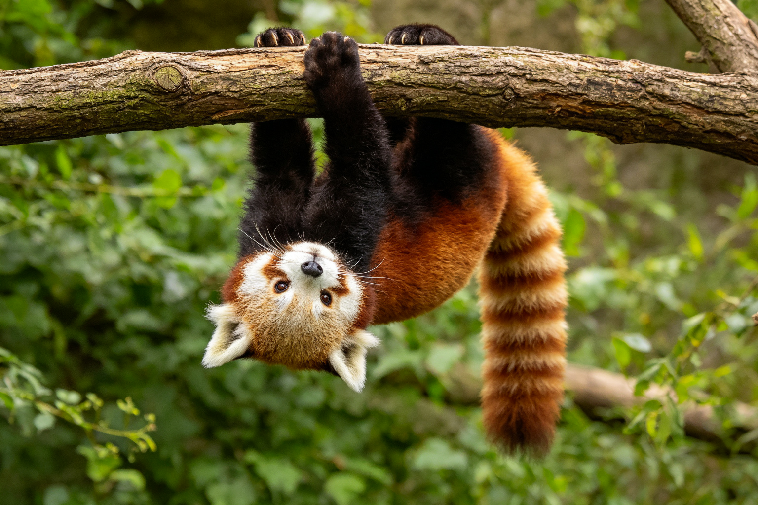 倒掛的小熊貓:動物園裡最矯健的運動員 - 小熊貓倒掛在樹枝上,矯健靈活的運動員姿態 ZooTecture 小熊貓倒掛在樹枝上,矯健靈活的運動員姿態 - 倒掛的小熊貓:動物園裡最矯健的運動員