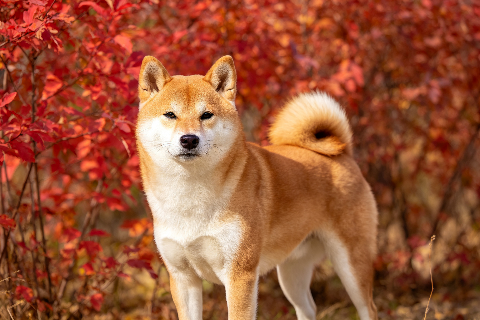 柴犬個性特點與訓練要點完全指南 - 秋葉中的柴犬,柴犬個性與訓練 ZooTecture 秋葉中的柴犬,柴犬個性與訓練 - 柴犬個性特點與訓練要點完全指南