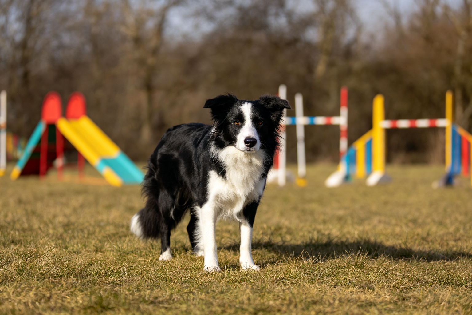 法國鬥牛犬健康與照護完全指南 - 聰明邊境牧羊犬在敏捷場,邊境牧羊犬訓練與運動 ZooTecture 聰明邊境牧羊犬在敏捷場,邊境牧羊犬訓練與運動 - 法國鬥牛犬健康與照護完全指南
